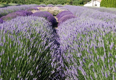 lavendar