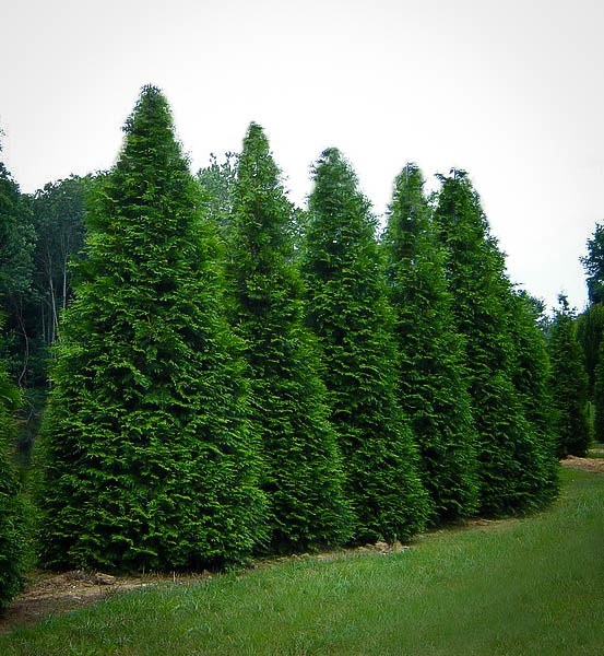 arborvitae