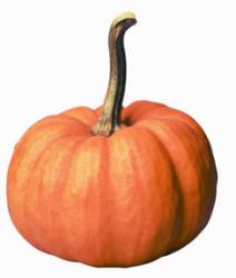 minipumpkin