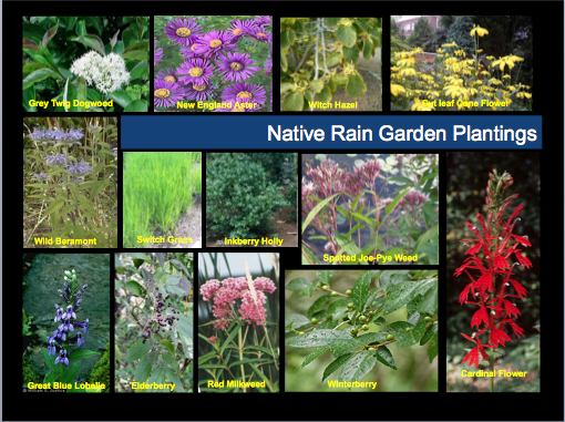 nativeplants