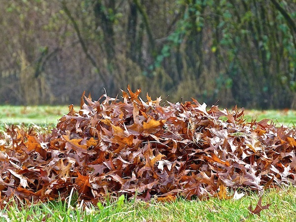 fallleaves