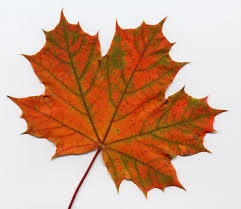 mapleleaf