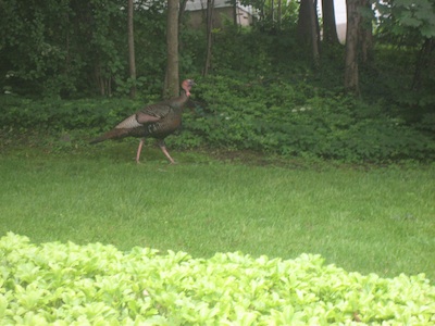 parkroadturkey