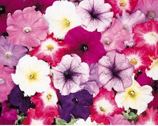 petunias