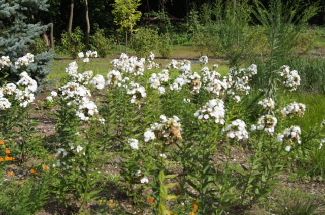 phlox