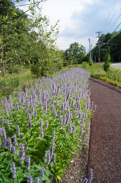 purpleflowers