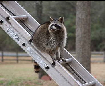 raccoononladder