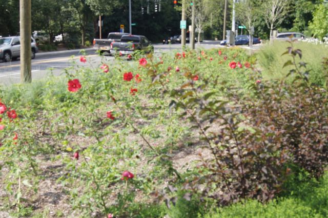 redflowers