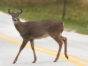 deerroad