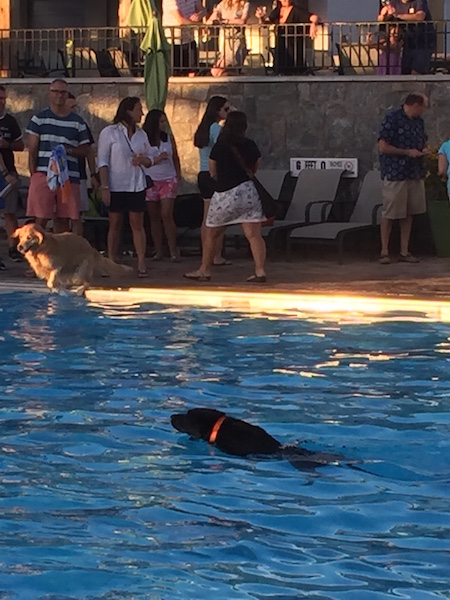 dogswim2