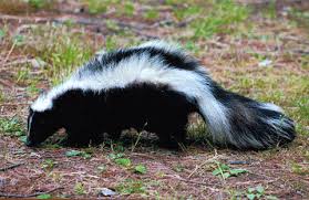 skunk