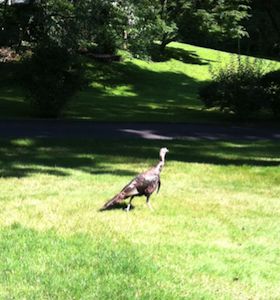 wildturkey2