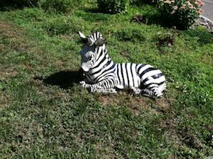 zebrareturns